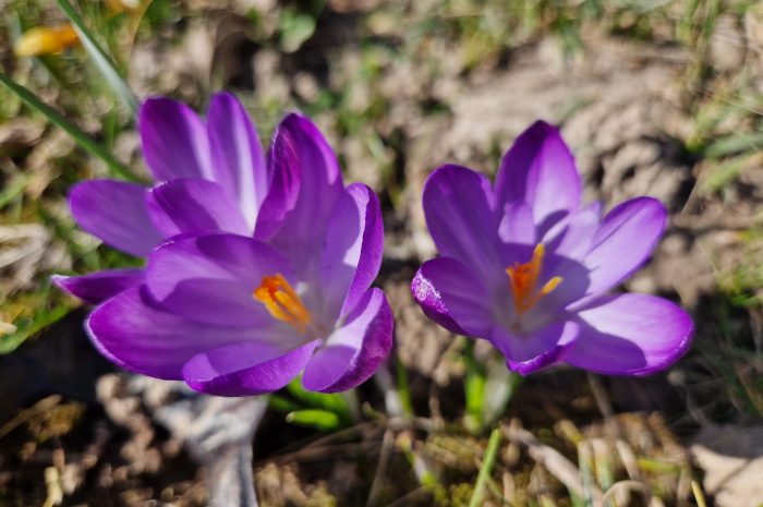 Grüße aus dem Schulgarten